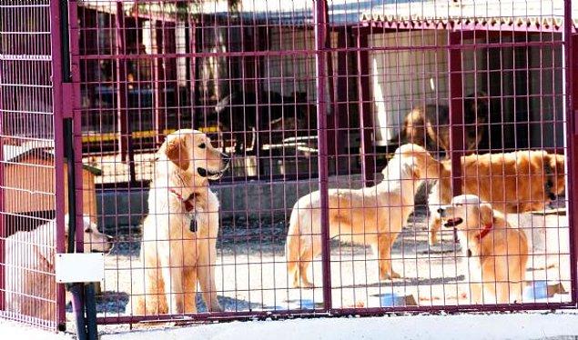 Bodrum Belediyesi zabıta ekipleri ve Bodrum Belediyesi Sokak Hayvanları Geçici Bakım Merkezi yetkilileri, köpekleri Schwarz'ın villasından alarak barınağa getirdi.