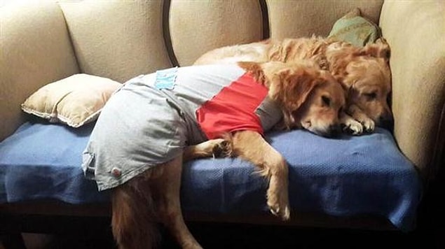 Muğla Barosu Hayvan Hakları Komisyonu Başkanı Avukat Vahit Çevik: 'Köpekleri vermekle işimiz bitmiyor takipçisi de olacağız. Hayvanseverlerin bu konuda hiç kuşkusu olmasın' dedi.