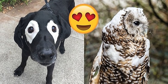 Vitiligo'nun Getirdiği Sıradışılığın Ne Kadar Muhteşem Olduğunu Gösteren 27 Hayvan