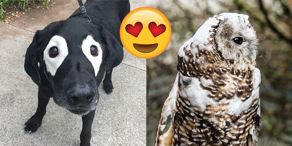 Vitiligo'nun Getirdiği Sıradışılığın Ne Kadar Muhteşem Olduğunu Gösteren 27 Hayvan