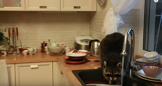 В Алматы енот забрался в чужой дом и помыл посуду