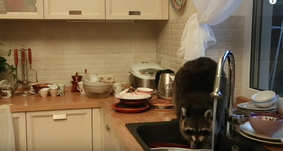 В Алматы енот забрался в чужой дом и помыл посуду
