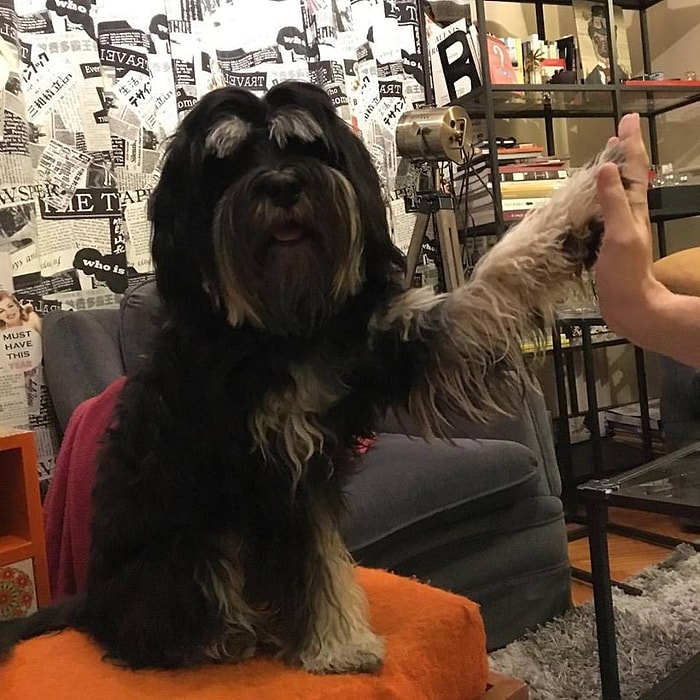 Köpekleri insanlardan daha çok sevdiğinizi gösteren 14 işaret