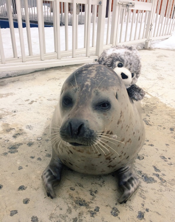 Жаль только, что этот милашка не на свободе... ☹