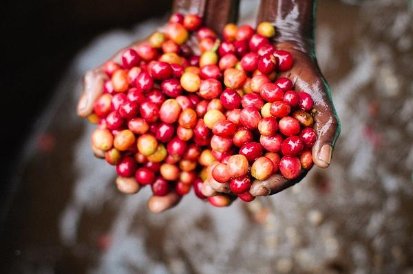 2. Yağmur ormanları ile kahve üretimi için en uygun koşulları sahip: Bolivya!