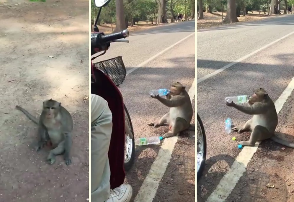 Yolun Kenarında Dilenci Gibi Bekleyip Verilen Suyu Kana Kana İçen Maymun