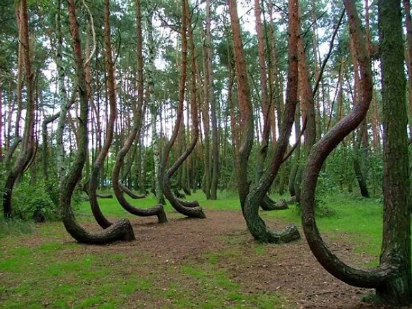 5. А как вам этот адский "Кривой лес" в Польше?
