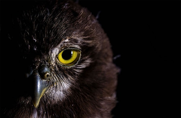 5. Северный козодой, Jorge Figueroa, 24 года, Мексика