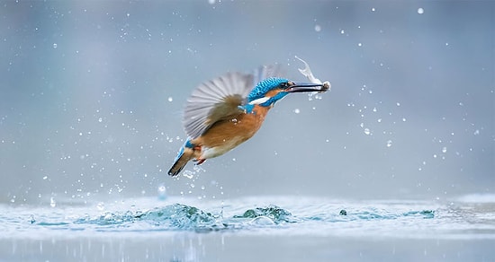 10 фантастических снимков от финалистов конкурса фотографов World Wildlife Day