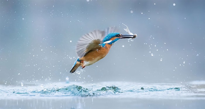 10 фантастических снимков от финалистов конкурса фотографов World Wildlife Day