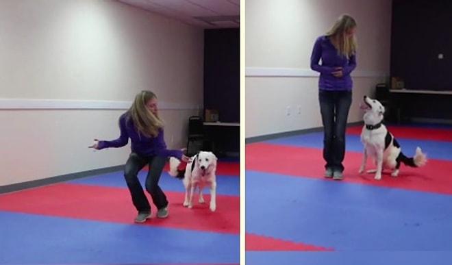 Dans Performansı ile Büyüleyen Köpek