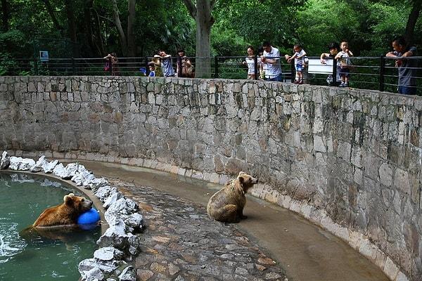 Hayvanlara yapılan işkencelere bir yenisi daha eklendi. Bu kez haberimiz Tunus'taki Belvedere Hayvanat Bahçesi'nden geliyor.