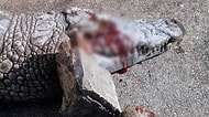 Hayvanlara Edilen İşkenceler Bitmiyor: Tunus'ta Bir Timsah Taşlanarak Öldürüldü!