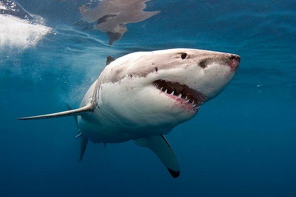 6. "Köpekbalıkları da aynı şekilde filmlerde gösterildiği kadar insanlara karşı saldırgan değillerdir."
