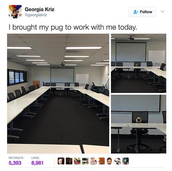 19. "Bugün Pug cinsi köpeğimi işyerine getirdim."