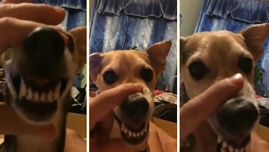 Korkunç Olayım Derken Dostunun Maskarası Olan Köpek