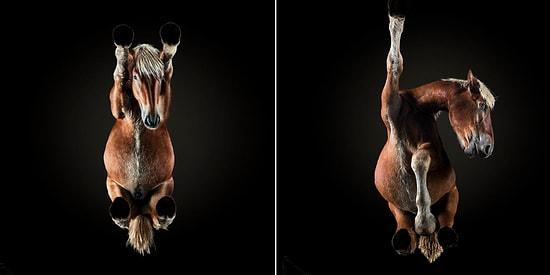 Under-Horse: Photographer Captures Horses From Underneath