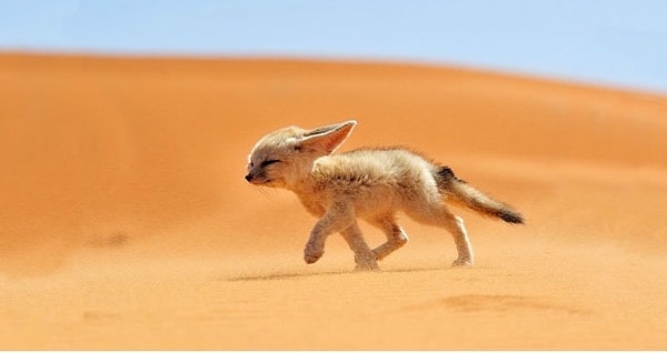 9. Маленький фенек