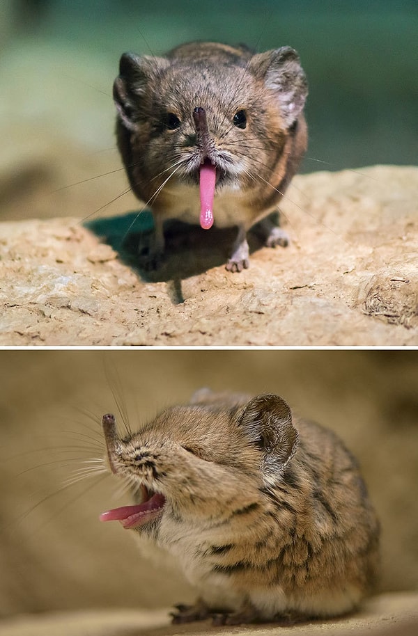 24. И завершает нашу подборку длинноухий прыгунчик