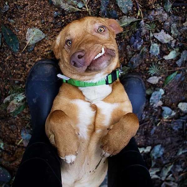 На самом деле Пикассо - это воплощение настоящей милоты)