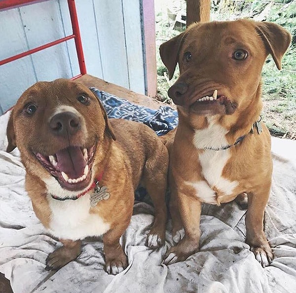 Вместе со своим братом Пабло он родился на заднем дворе дома нелегальных разводчиков собак, продававших животных в довольно больших количествах.