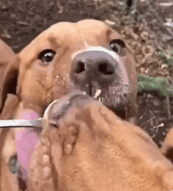 У Пикассо врожденная аномалия строения челюсти, а таких собак чаще всего усыпляют.