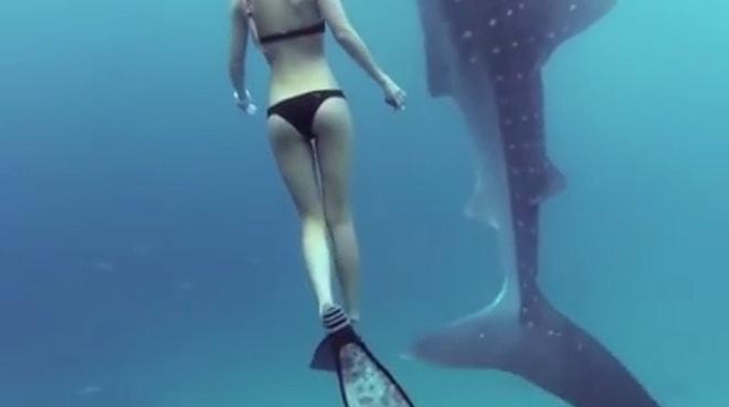 Balina Köpek Balığıyla Cesurca Vakit Geçiren Kadın