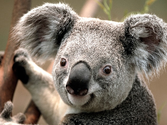 Senin ruh eşin koala çıktı!