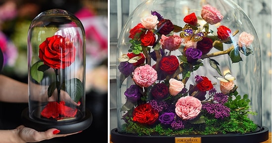 Настоящие розы из "Красавица и Чудовище" существуют, и они живут 3 года!