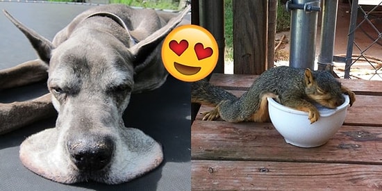 Gerçek Anlamda Eriyen Hayvanların İçinizi Kıpır Kıpır Edecek 21 Tatlış Fotoğrafı