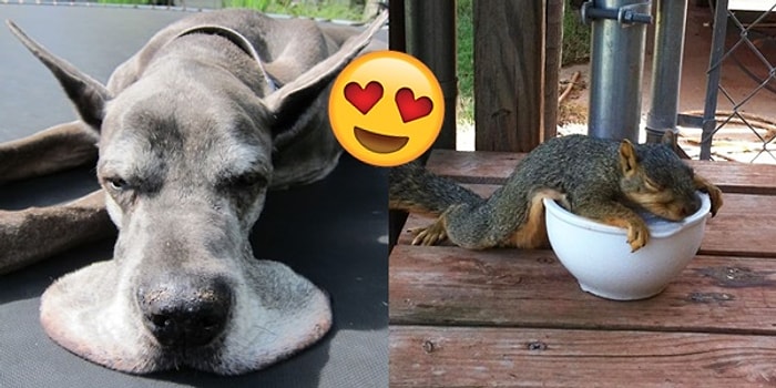 Gerçek Anlamda Eriyen Hayvanların İçinizi Kıpır Kıpır Edecek 21 Tatlış Fotoğrafı