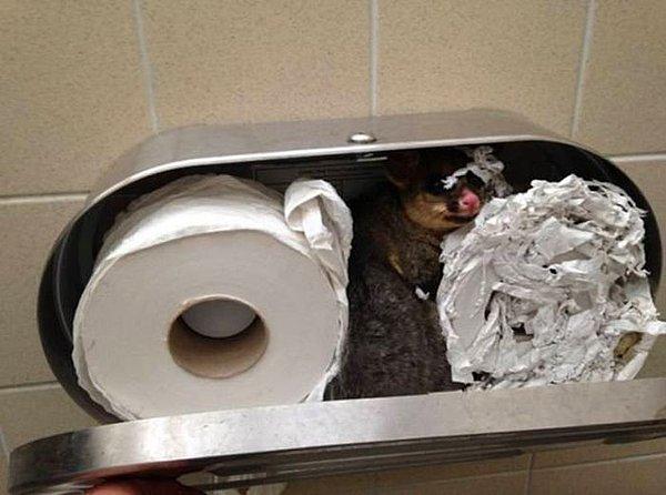 17. Görünüşe bakılırsa tuvalet kağıdını değiştirmenin vakti gelmiş.