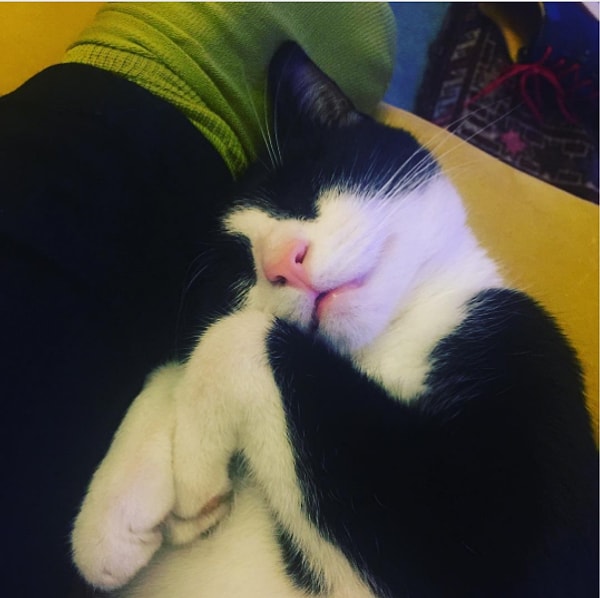 6. Если у вас есть домашний питомец, то вы скучаете по нему каждый раз, когда проводите вечер вне дома