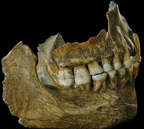 Bu diş plaklarını daha ayrıntılı incelemeye başlayan bilim insanları oldukça ilginç sonuçlarla karşılaştı.