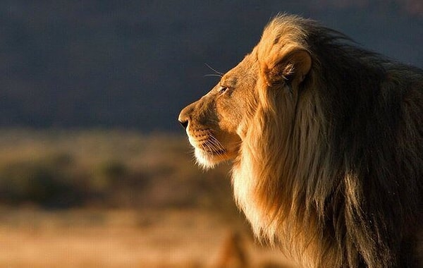 30. У одного монаха спросили: "Что делать, если вас разлюбили?"