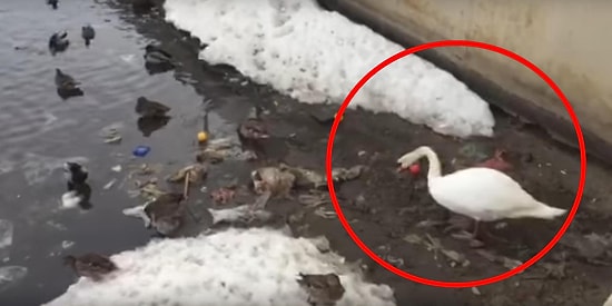 Лебедь чистит озеро от мусора в самом центре Казани