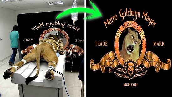 5 логотипов киностудий и истории их создания