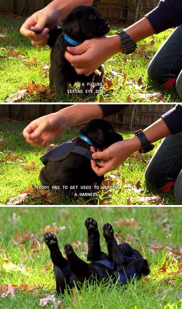 Gelecekte bir görme engelli kişinin köpeği olacağı için bu yeleği giymek zorunda ama...