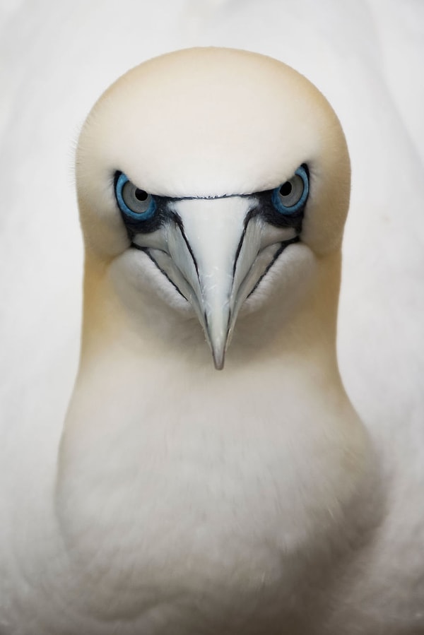 11. Юджин Китсиос, Нидерланды (Открытый конкурс, Живая природа)