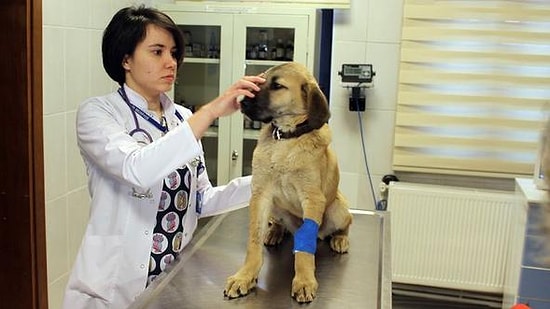 Bir Kez Daha Ölümden Döndü: Müşahede Altına Alınan 'Kuyu Köpek'in Sağlık Durumu İyiye Gidiyor
