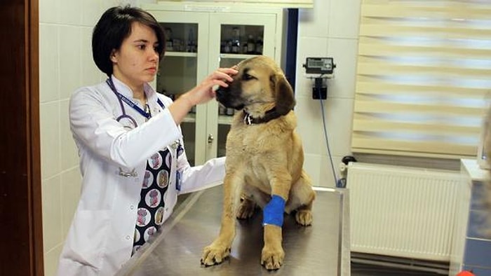 Bir Kez Daha Ölümden Döndü: Müşahede Altına Alınan 'Kuyu Köpek'in Sağlık Durumu İyiye Gidiyor