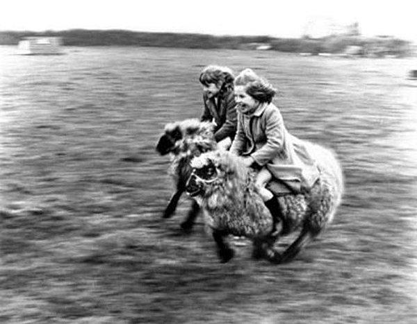 12. Koyunlara binen iki kız.