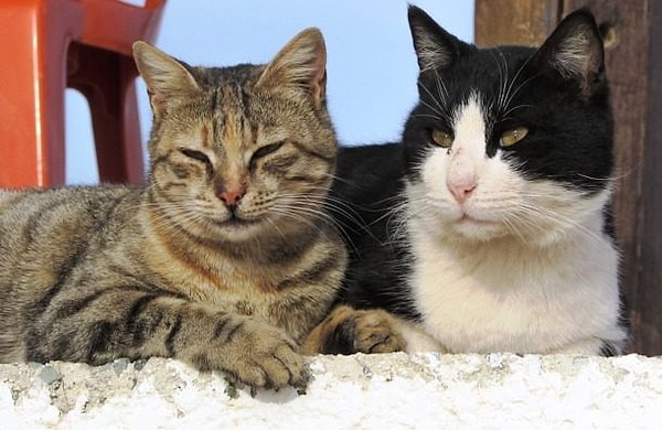 15. Убийства котов во время великой эпидемии чумы в Лондоне (1665-1666 годы)