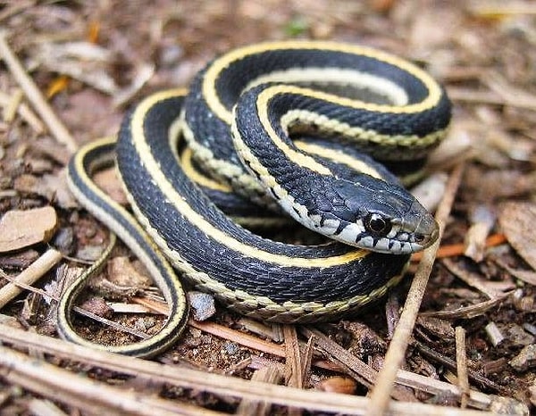 1. Змеи живут на всех континентах, кроме Антарктиды. Исключение составляют также такие острова, как Ирландия, Исландия, Гренландия, Гавайи и Новая Зеландия, а также некоторые небольшие острова в Атлантическом и Тихом океанах.