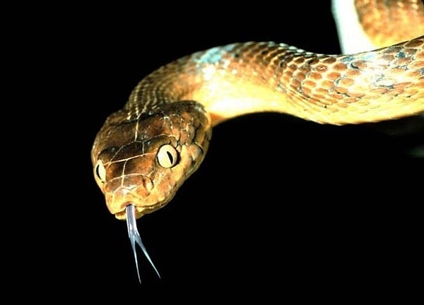 3. В мире существует около 3 400 видов змей, 600 из которых ядовиты. Из этих 600 видов только 200 представляют для человека серьёзную угрозу.