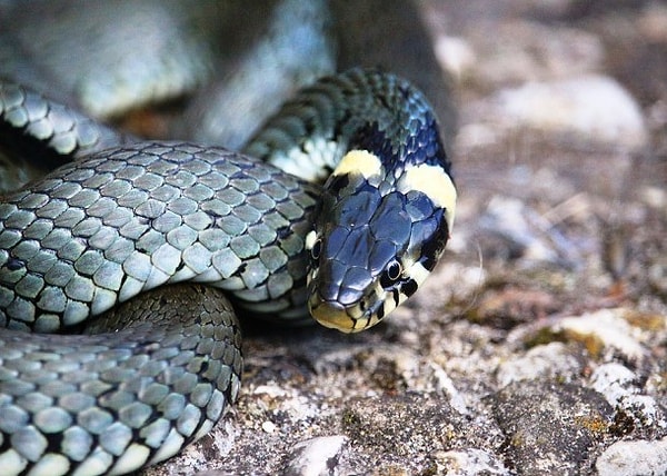 6. Змеи могут жить в любых условиях, начиная от джунглей и пустынь, заканчивая озёрами и горами. Змеи даже были обнаружены в Гималаях на высоте 4 900 метров.