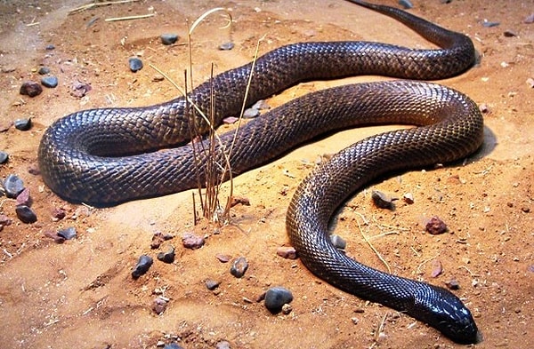 12. А это тайпан Маккоя — самая ядовитая сухопутная змея в мире. При одном укусе такой змеи получают примерно 44 мг яда, а этого достаточно, чтобы убить 100 взрослых мужчин или 250 000 мышей.