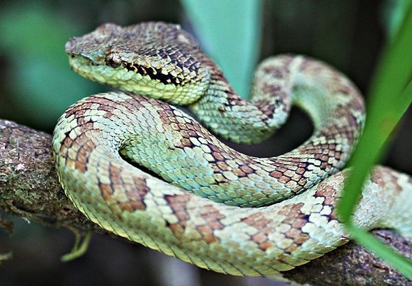 13. Гремучие змеи, питоны и некоторые виды удавов в бороздах на морде имеют чувствительные к инфракрасному излучению рецепторы, которые позволяют им "видеть" тепло, которое испускает теплокровная добыча.