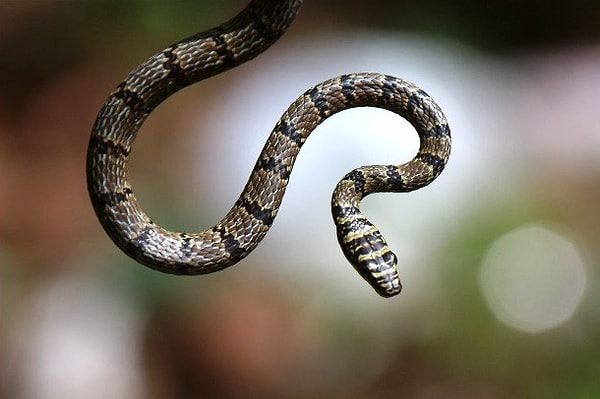 15. Существует род змей, которые носят название "летающие (или плавающие) змеи". Эти змеи способны скользить на расстояние 100 м.