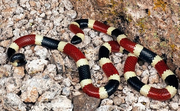 18. Будучи испуганной или испытывая угрозу, коралловая змея Сонора будет прятать свою голову под тело, а также поднимать голову и завивать хвост. В этой позе она начинает громко пукать.